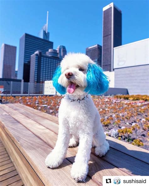 Created By Sushisaid Opawz Permanent Dog Hair Dye Innocent Blue Alter