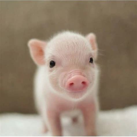 Pig On Instagram Yay Or Nay Rate This Cute Picture 😊 🐷tag Piggy
