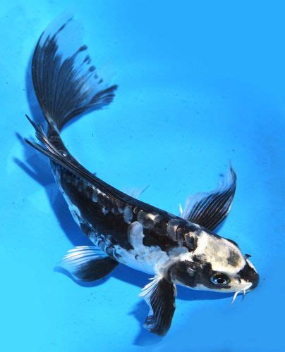 D Clint Wood Baby Butterfly Koi Fish For Sale