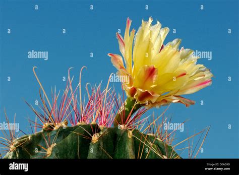 Yellow Blossom Of An Echinopsis Hybrid Hedgehog Cactus Sea Urchin