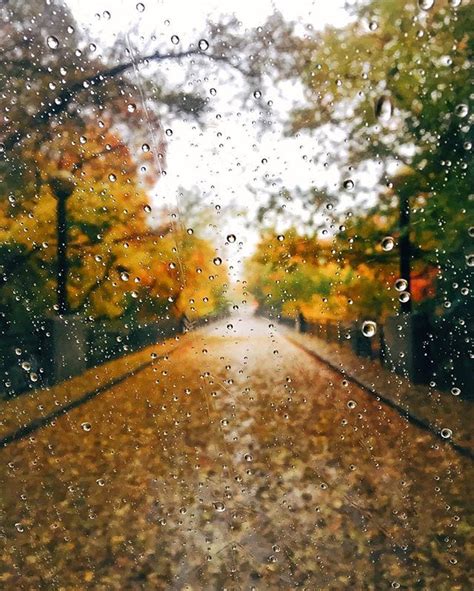 When Autumn Leaves Fall In Rain In 2019 Autumn Rain Autumn Cozy