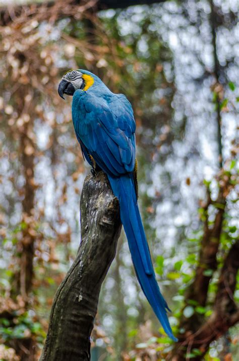 Free Images Nature Forest Branch Bird Blur Wildlife Green Beak