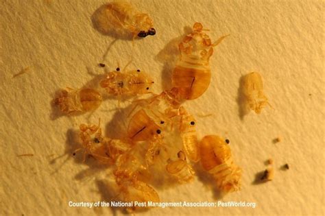 Bed Bug Molting Shells What Are They Bed Bugs Infestation Signs