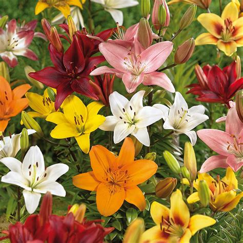 Van Zyverden Lilies Bulbs Asiatic Mixed Set Of The Home Depot