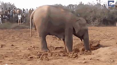 Elephant Mother Mud Hole Deep Mum Rescue