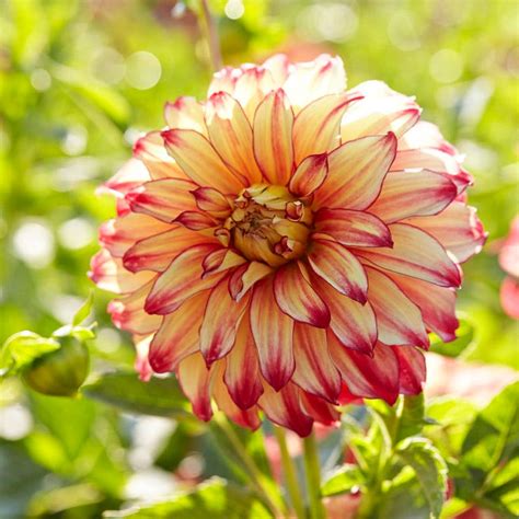 Lady Darlene Dinner Plate Dahlia American Meadows