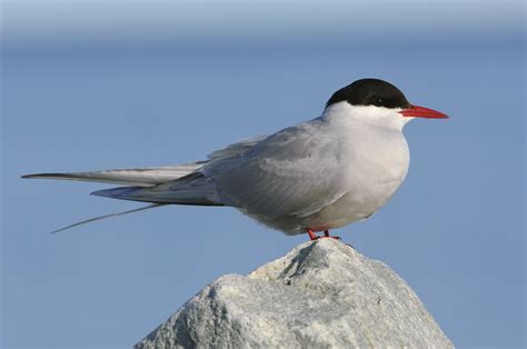 Visionary Wild Arctic Tern