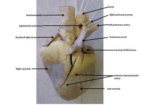 Sheep Heart Images