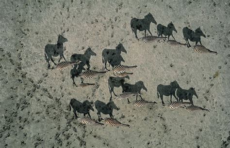 National geographic photographer george steinmetz arrested for aerial photography. Zebra Aerial View | Shadow art, Zebras, Amazing optical ...