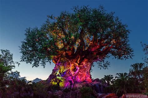 Video The Tree Of Life Awakenings At Disneys Animal Kingdom