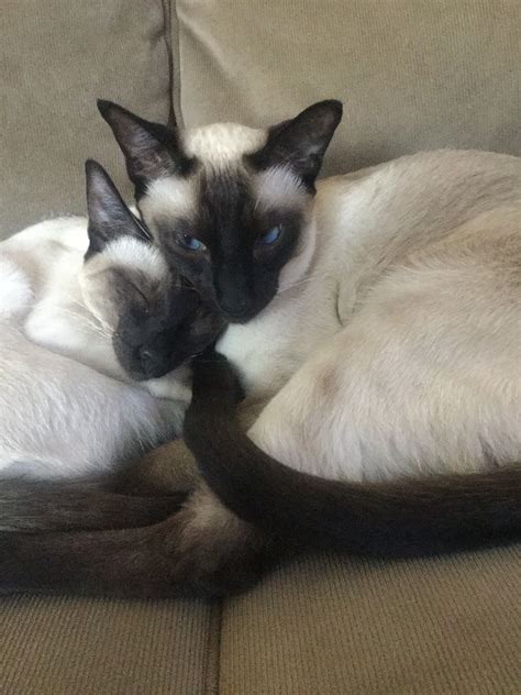 Siamese Sweeties Siamese Kittens Cute Cats And Kittens Cats Meow