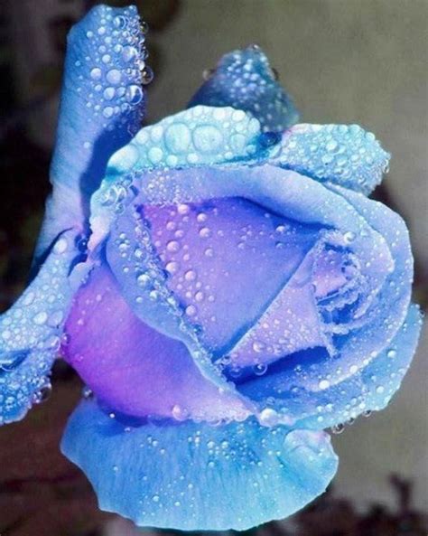 Light Blue Rose Via Lovely Roses Facebook Page Beautiful Rose Flowers