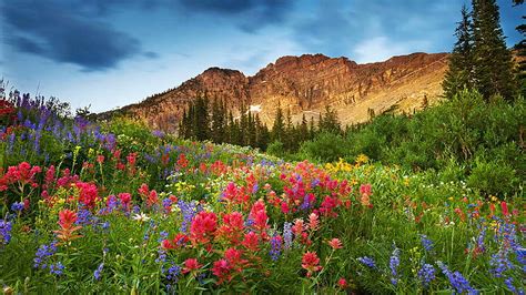 1080p Free Download Albion Basin In Northern Utah Wildflowers
