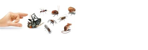 Home » bed bugs » best bed bug traps in 2021: "The famous pest control in Pune i.e. Balaji Herbal Citi ...
