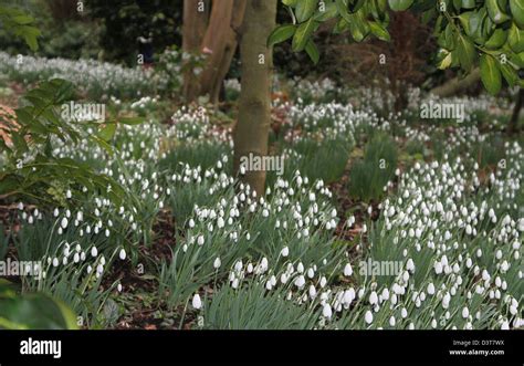 National Gardens Scheme Snowdrops Hi Res Stock Photography And Images