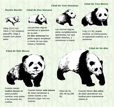Lista 93 Imagen De Fondo Oso Panda En Peligro De Extinción Para Niños
