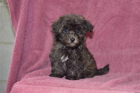 Smaller breeds can be a challenge to housebreak, compared to the bigger breeds. Debbie - Havapoo Puppy For Sale in Ohio | Havapoo puppies ...