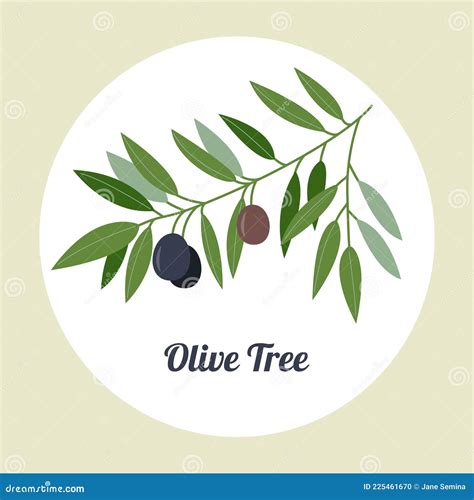 Olive Branch Logo Olive Branch With Ripe Olive Isolated On A White