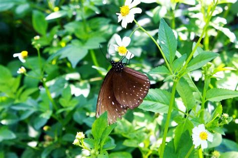 Premium Photo Brown Butterfly Perch On White Flower