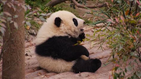 Stock Video Clip Of Baby Panda Try To Eating Bamboo Leaves