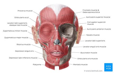 Learn The Facial Muscles With Quizzes And Labeled Diagrams