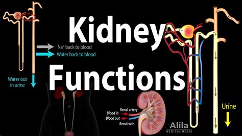 Kidney Homeostatic Functions Animation Youtube