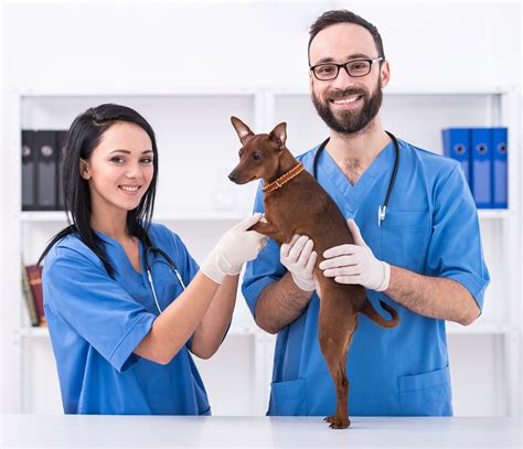 vet urgent care san diego - Sindy Stroud
