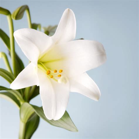 How To Care For Your Easter Lily Martha Stewart