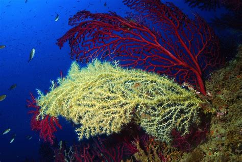 Canarias Analiza El Estado De Conservación De Los Corales Del Archipiélago
