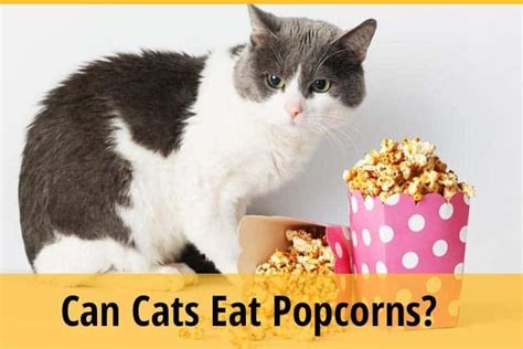 Can Cats Eat Popcorns Zooawesome