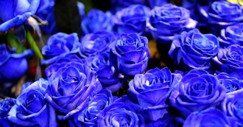 24 Terbaru Gambar Pemandangan Bunga Mawar Biru