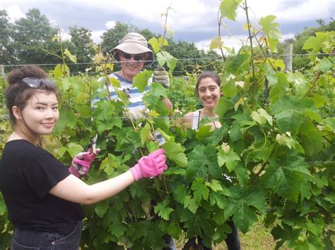 Warden Abbey Vineyard Featured On Bbc Three Counties Radio Beds Rcc