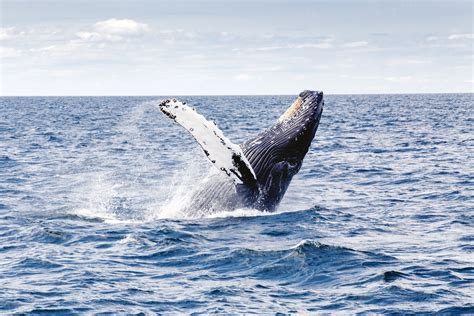 The other is the toothed whale suborder which also includes all. Humpback Whale -- Megaptera novaeangliae image - Free stock photo - Public Domain photo - CC0 Images