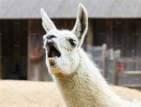 Llama Lama Smile ~ Animal Photos ~ Creative Market