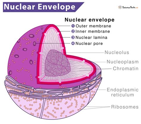 Nuclear Envelope Membrane Structure Functions And Diagram