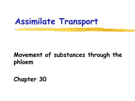 Ppt Assimilate Transport Powerpoint Presentation Free Download Id