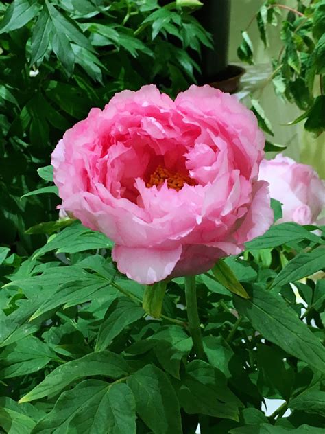 Check spelling or type a new query. China selects peony as national flower, China News - AsiaOne