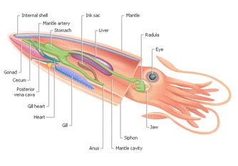 Vampire Squid-Vampyroteuthis infernalis - Digestive System of Different