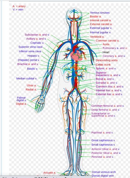 Cardiovascular System Physiopedia
