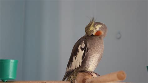Ptak Kakadu Zwierz Domowe P E Darmowe Zdj Cie Na Pixabay Pixabay