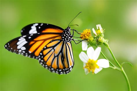 Kostenlose bild tapete schmetterling auf blume (kostenlose photobank torange.biz) / ©torange.biz dieses werk ist lizenziert unter einer creative bereit effekte für fotos: Was essen Schmetterlinge? - Plantura