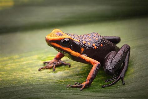 Silverstones Poison Dart Frog Photograph By Dirk Ercken