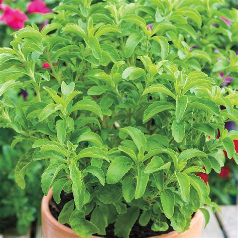 Gurneys 3 In Pot Sweet Leaf Stevia Candy Plant Live Potted Herb