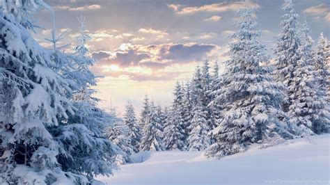 Winter Forest With Snow Wallpapers Wallpapers 4k 4096x2160 Desktop Background