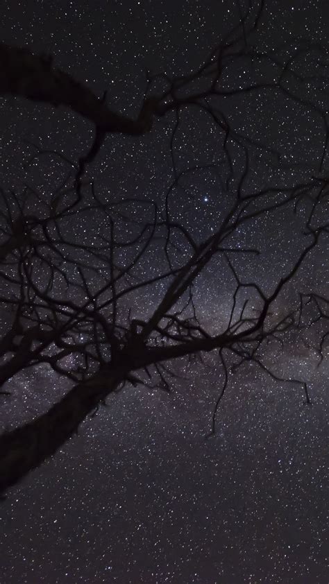 Noite Árvores Céu Estrelado Estrelas Papel De Parede Para Celular