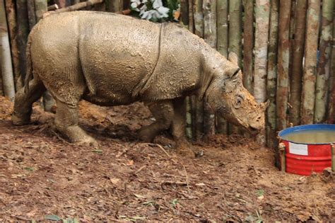 First Contact In Decades With Rare Rhino In Indonesias Borneo