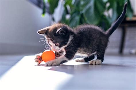 Cat Breeds That Play Fetch Kitty Devotees