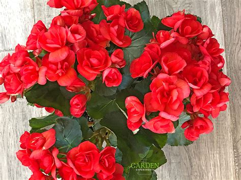 Plants for the kitchen or office look, flowers are great…but succulents are so much better! The 5 Best Valentine's Day Plants For Your Gardener