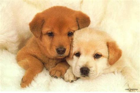 Wonderful And Marvelous Pictures Of Puppy And Dog