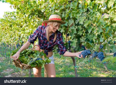 Young Woman Harvesting Grapes Vineyard Stock Photo 18446377 Shutterstock